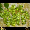 Peridot Stone Benefits | Peridot Gemstone | Gemstone Universe