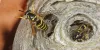 Some Paper Wasps Do Stick Around in Winter - 3 ways to get rid of them