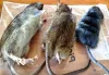 Pest Control Melbourne | Flying, Rodent &amp; Crawling Insect Control