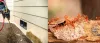 Pest Control Melbourne | 1800 453 882 | Safe &amp; Reliable Pest Melbourne