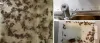 Pest Control Melbourne | Call@ 1800 033 756 | Ace Pest Control