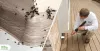 Easy Prevention and Maintenance Tips for Better Pest Control