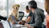 7 Essential Tips For Working Adults Who Want To Be Dog Owners