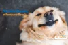 Looking For A Vet Who Does Pet Dental Cleaning?