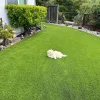 pet-friendly-yard-coronado.jpg