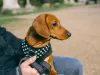 Which Small Dog Harness For Your Puppy?