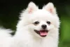 pet care center in Hyderabad