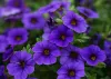 Petunia | Know All About Them | FlowerAdvisor