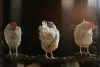 Flock Uniformity and Why Is It Important?  | Livine