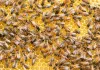  Bees Control Melbourne