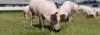 Pig Farming and Pig Feed Machines