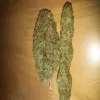 Marihuana online bestellen