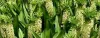How To Grow And Care For Pineapple Lily Plant - A Step-by-step Guide
