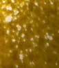 Pineapple Express Shatter