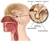Endoscopic Brain Surgery Through Nose - Prof Dr Khalid Mahmood