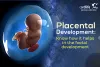 Placenta Development: Know How It Helps In The Foetal Development