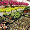 Indoor Plant Care &amp; Plant Care at Home | Organica