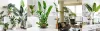 Artificial Plants Supplier in Delhi