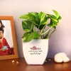 Try Online Plant Nursery To Explore The Amazing Varieties Given