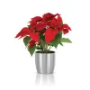 Tabletop Plants in Dubai, UAE | Indoor Tabletops | Siji Greenhouse