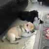 Adopt a pug puppy