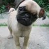 Home - Diamond puppies for sale