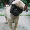 HOME - Diamond puppies for sale