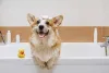 Things You Should Know About the Dog Shampoo !