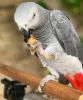 Adorable African Grey Parrots For Sale - Exotic Parrots For Sale