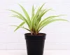 Top-Notch Choices To Buy Plants Online India For Loved Ones