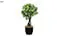 Home Garden: Buy Home Garden Planters &amp; Plant Containers Online at Best Price