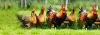 Poultry Feed Manufacturer in India