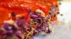 Private Villa and Yacht Chef | Chef Tom Voigt