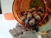 Probióticos herbolario con vitamina D – ¿Qué son y para qué sirven? | Diario Independiente