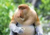 Share4all &raquo; Other &raquo; Top 6 Weird Animals in the World