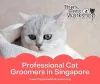Cat Grooming Singapore 