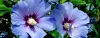 Propagating Hibiscus: Grow The Beautiful Plant In Your Garden : Gardening Mantras