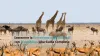 Protezione Degli Animali