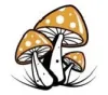  Privacy Policy - Psychedelic High