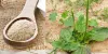 Leading Supplier and Manufacturer of Psyllium Seeds and Psyllium Husk