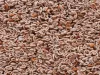 Organic Psyllium Seeds Manufacturers, Suppliers &amp; Exporters