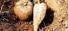 Background of Miri - Pueraria Mirifica Breast Enhancement Product