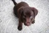Guide to Buying A Labrador - Love Lab World