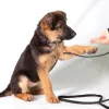 PUPPY PRESCHOOL IN BOTANY