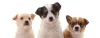 Puppy School Instructor Course
