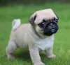 Purchase Waaba-Pugs Puppy - How to Purchase Waabapugs Puppy
