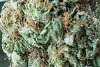 Buy Weed Online UK | Buy Cannabis Online UK