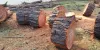 Why a Tree Removal Service is Sought Out in Demand