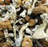 10 DIY Penis Envy Mushrooms Tips You May Have Missed
