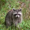 Raccoon Control Chicago